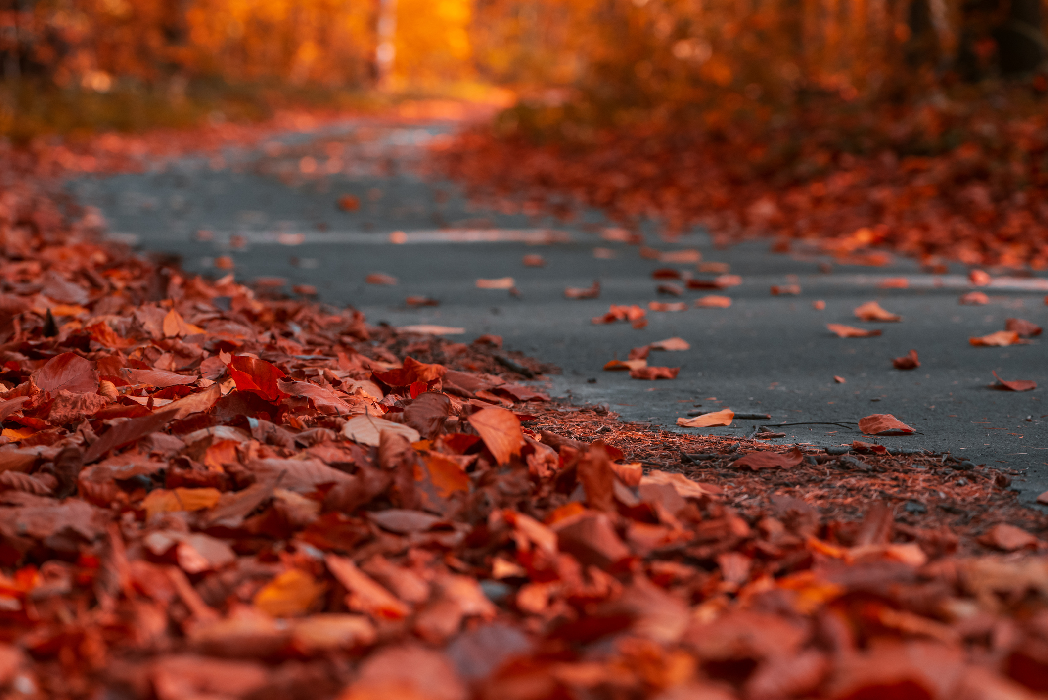 fall leaves on asphalt